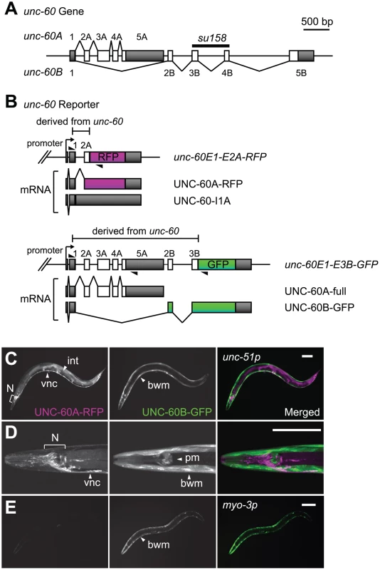 Visualization of tissue-specific alternative processing patterns of the <i>unc-60</i> transcript.