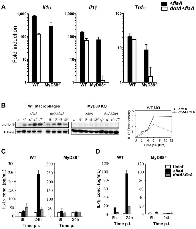 A subset of transcripts can bypass translation inhibition exerted by <i>L. pneumophila</i> effectors.
