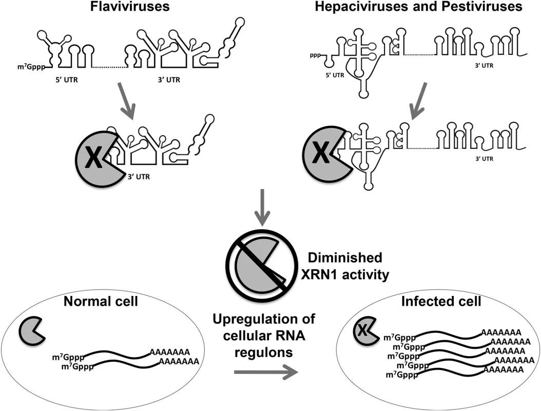Model for the interaction and consequences of repression of XRN1 mediated by either the 5’ or 3’ UTRs of members of the <i>Flavivirdae</i>.