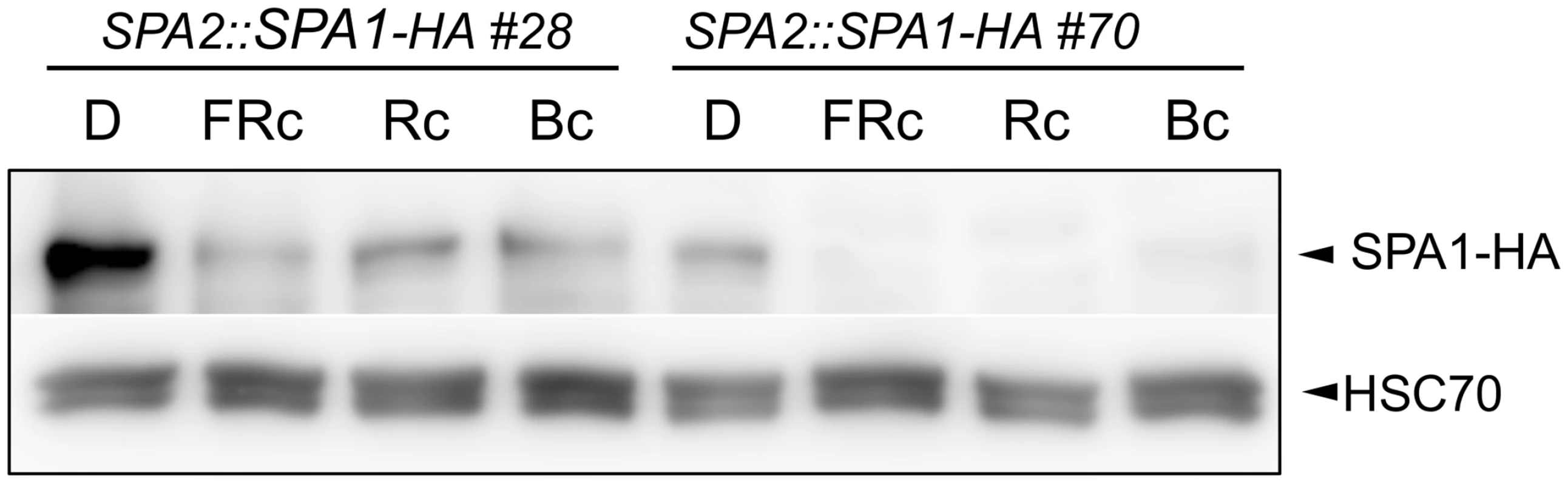 Light exposure reduces SPA1 protein levels.