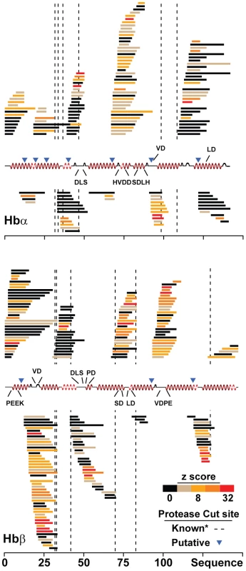 CQR isoforms of PfCRT disrupt hemoglobin metabolism.