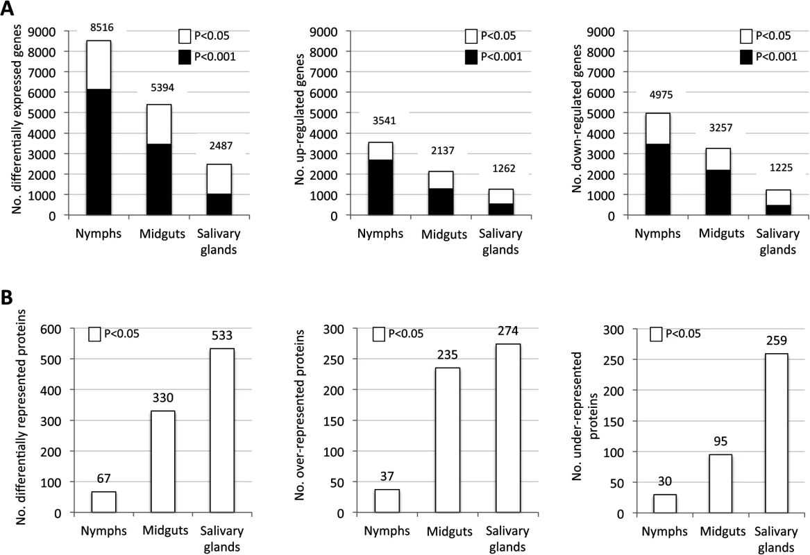 Tissue-specific differentially expressed genes and represented proteins in response to <i>A</i>. <i>phagocytophilum</i> infection.