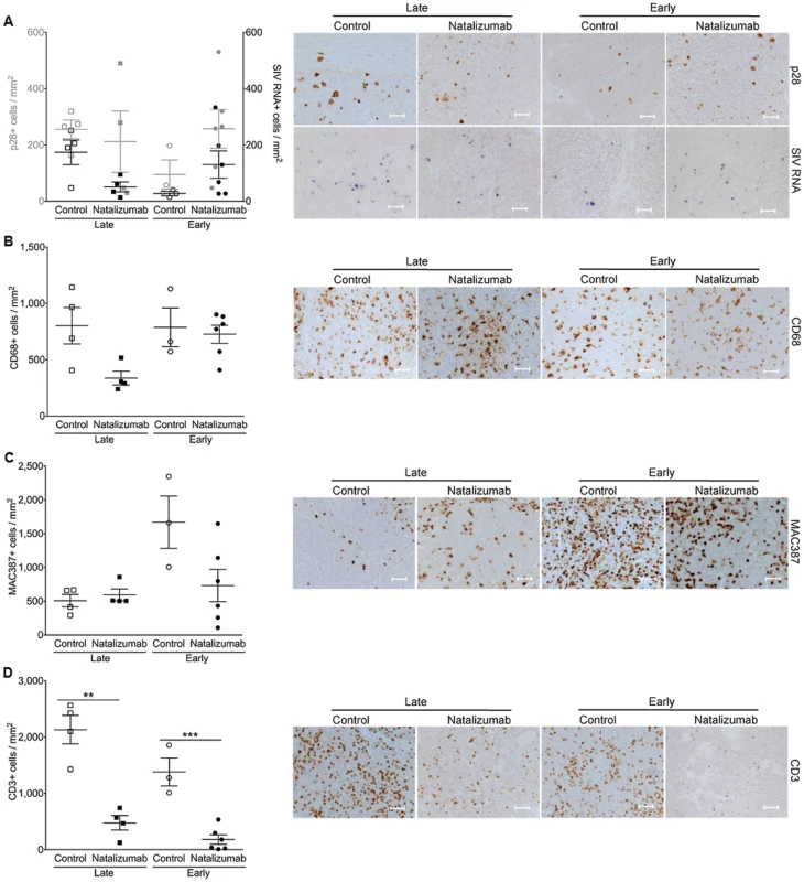 There are fewer CD3+ T cells, but not monocyte/macrophages in lymph node with natalizumab treatment.
