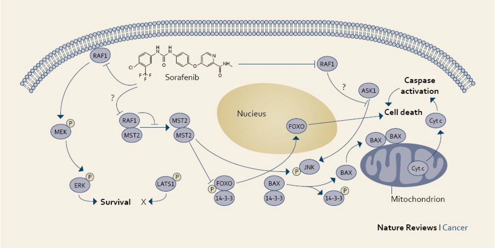 Účinek sorafenibu v nádorové buňce.
Fig. 1. The mechanism of action of sorafenib in a cancer cell.
