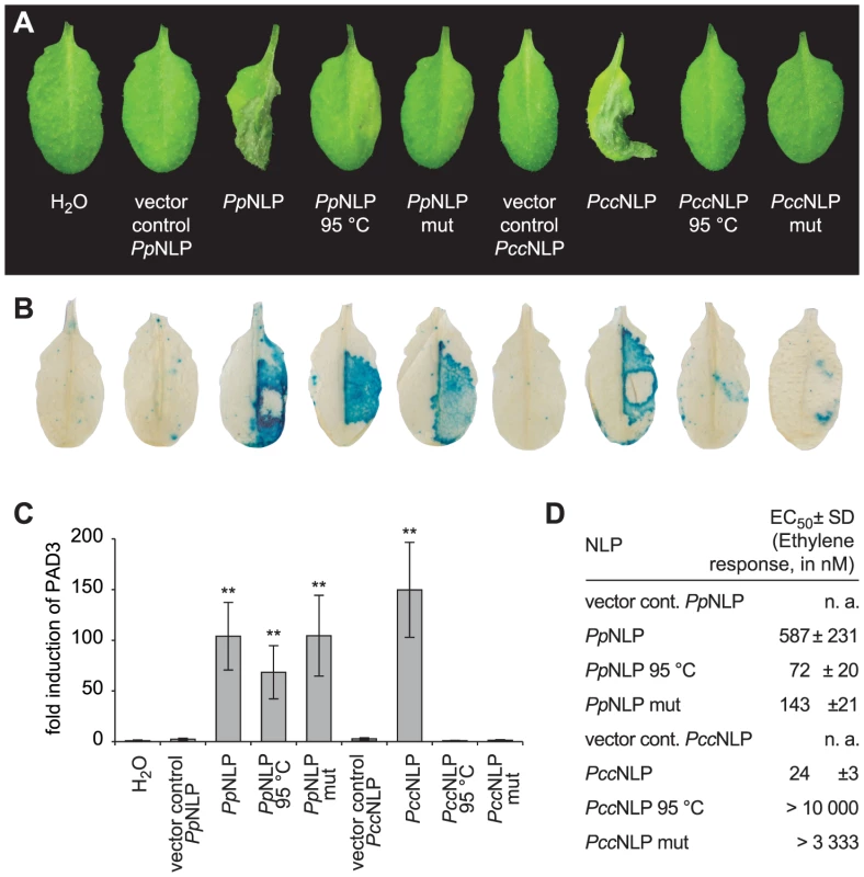 Cytotoxic and immunogenic activities of <i>Phytophthora parasitica</i> (<i>Pp</i>NLP) and <i>Pectobacterium carotovorum</i> (<i>Pcc</i>NLP) NLPs in <i>Arabidopsis</i>.
