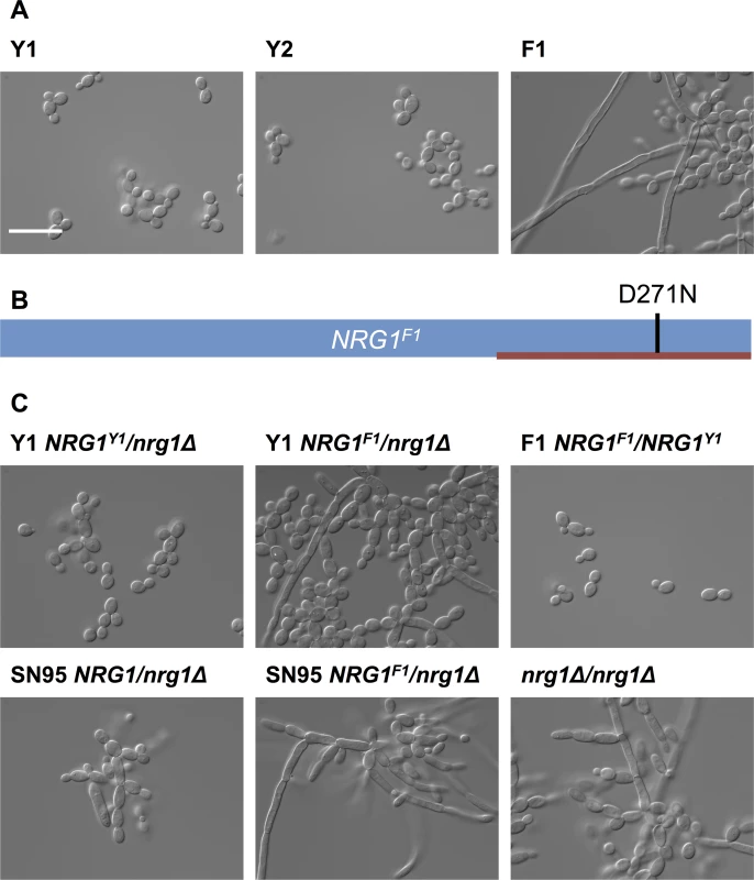 Filamentous growth of <i>C</i>. <i>albicans</i> clinical isolates is caused by non-synonymous mutation in <i>NRG1</i>.