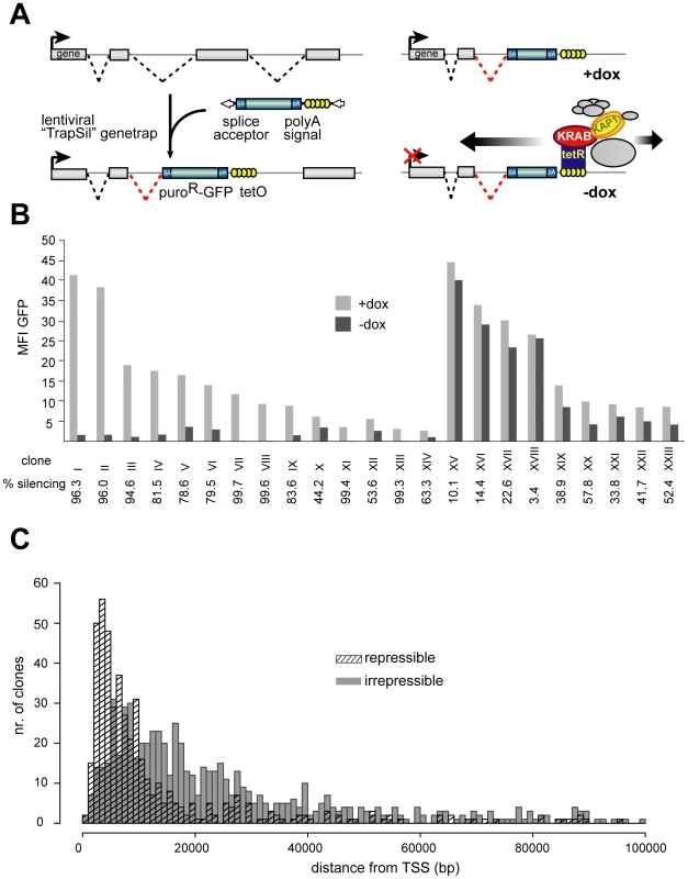 KRAB–mediated silencing can act over several tens of kilobases.