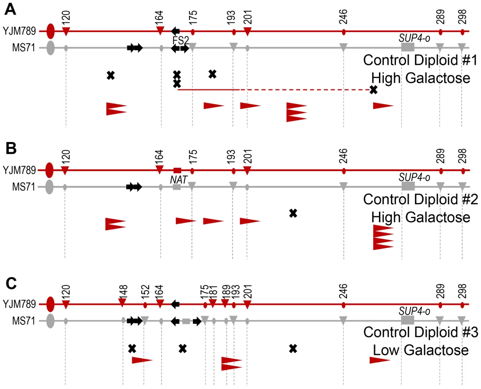 Locations of crossovers and BIR events in Control Diploids.