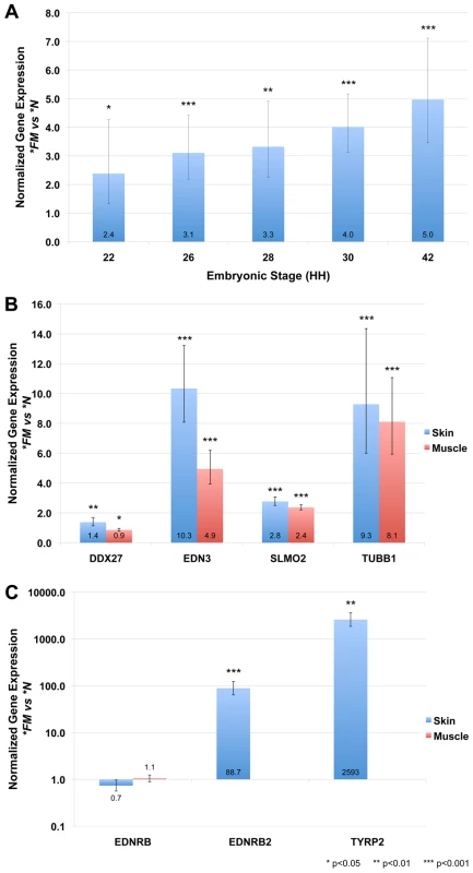 Genomic rearrangement drives increased expression of genes located within the duplicated region in FM embryonic and adult tissues.