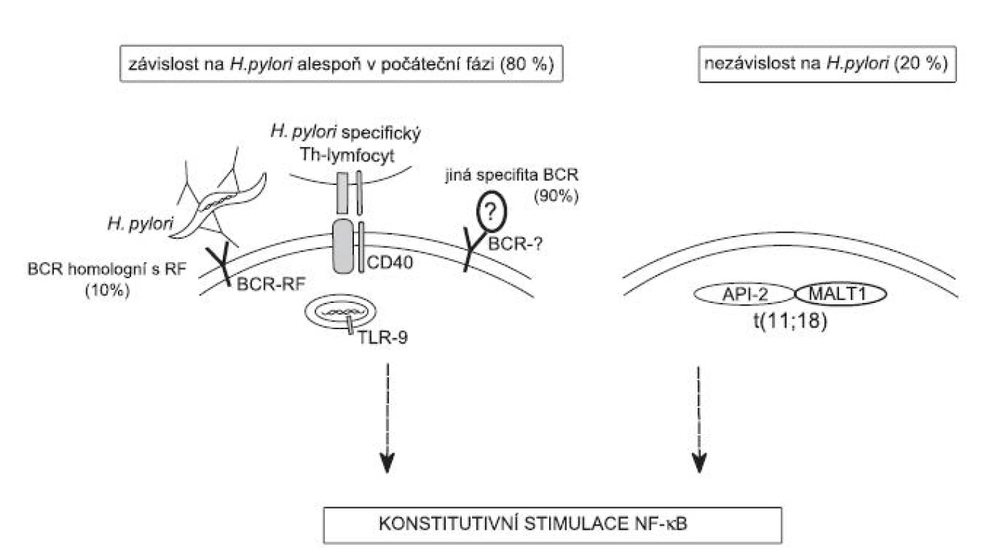Model vysvětlující možný molekulární mechanismus vzniku lymfomu žaludku (MZL typu MALT) v prostředí chronické infekce H. pylori:
Proliferace nádorových buněk je závislá na konstitutivní aktivaci dráhy NF-κB. Tato dráha může být aktivována souběžnou stimulací BCR/CD40/TLR-7/9 bakteriemi a složkami imunitního systému (viz text článku) nebo jako následek translokace t(11;18). Dokud je dráha NF-κB aktivována v důsledku přítomnosti H. pylori, může vést vyléčení bakteriální infekce k regresi nádoru. Hromadění genetických změn v nádorových
buňkách může mít za následek aktivaci dráhy NF-κB bez závislosti na stimulech z vnějšího prostředí a u části pacientů také k progresi do DLBCL.
BCR – B-lymfocytárního receptor, CD40 – receptor interagující s ligandem CD40L Th-lymfocytů, TLR-7/9 – Toll-like receptor interagující s CpG úseky DNA, RF – revmatoidní faktor = BCR receptor nebo protilátka rozpoznávající konstatní oblast imunoglobulinu