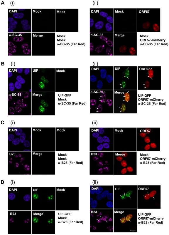 KSHV ORF57 colocalises with UIF in the nucleus and nucleolus.