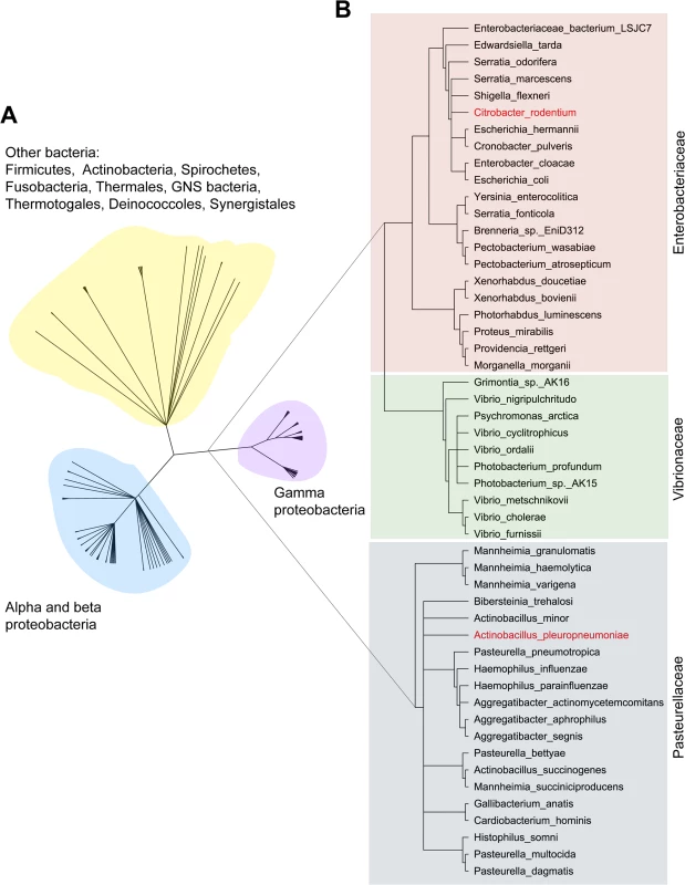 Phylogenetic tree of AfuA.