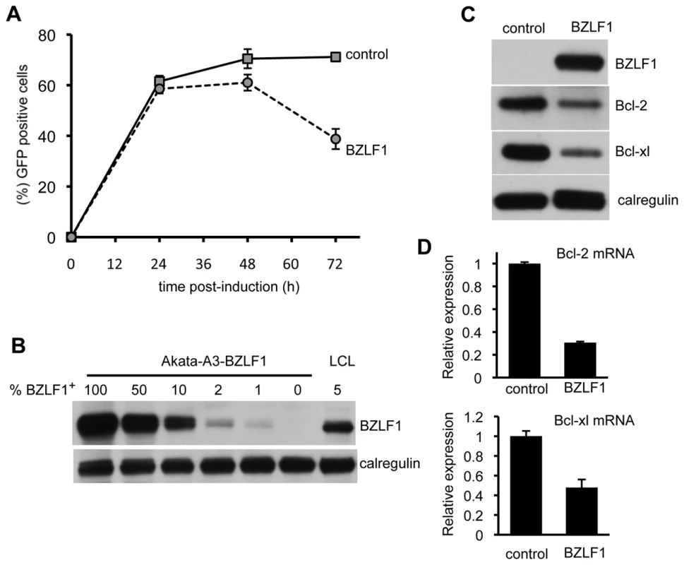 BZLF1 downregulates Bcl-2 family members.