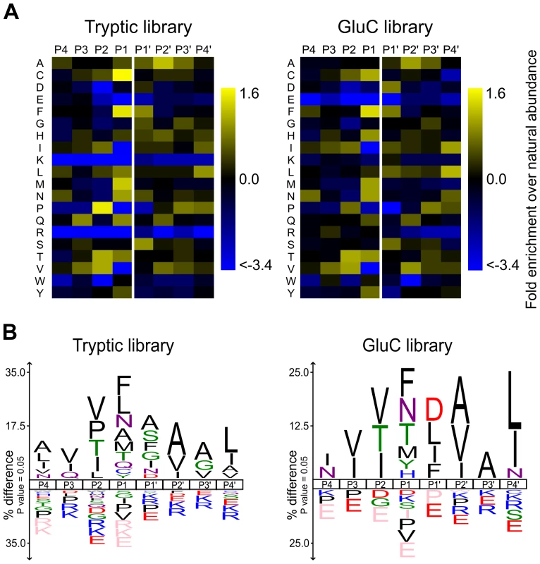 rAPRc specificity profiling reveals similar amino acid preferences to both retropepsin and pepsin-like proteases.