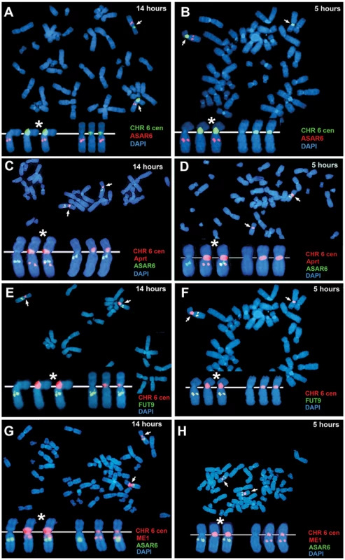 <i>ASAR6</i> is expressed from the later replicating allele.