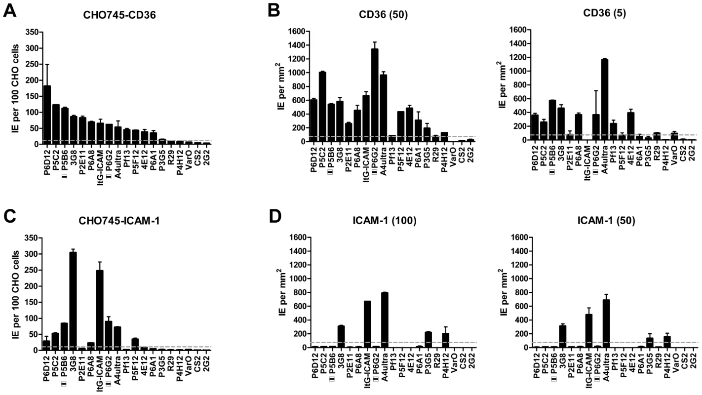 Infected erythrocyte binding to CD36 and ICAM-1.