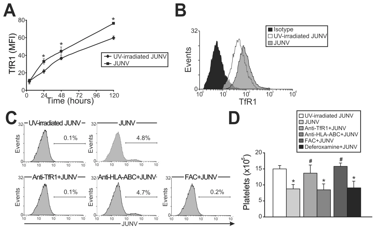 Role of TfR1 in JUNV infection and impaired platelet production.