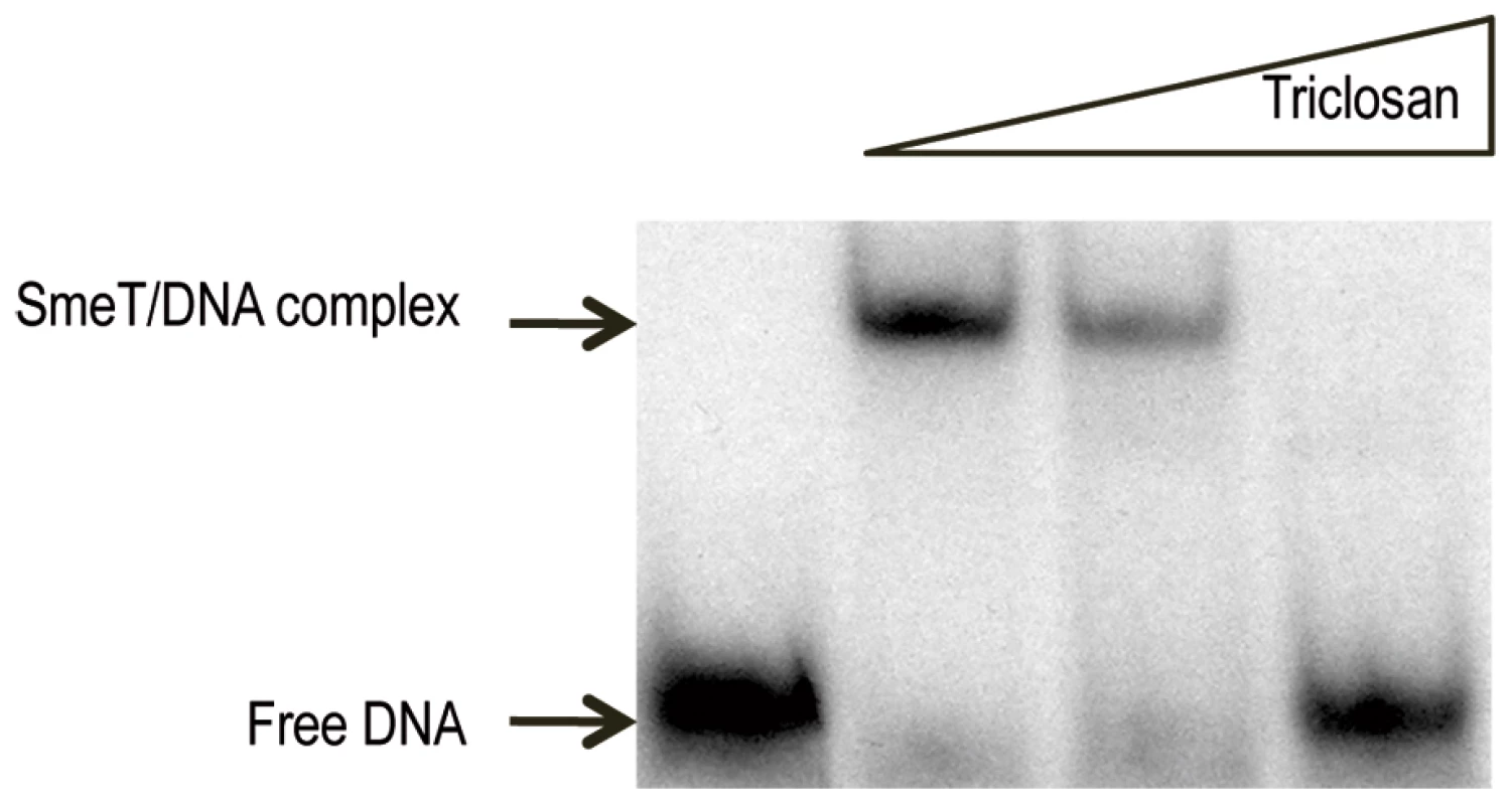 Triclosan breaks the SmeT-DNA complex.