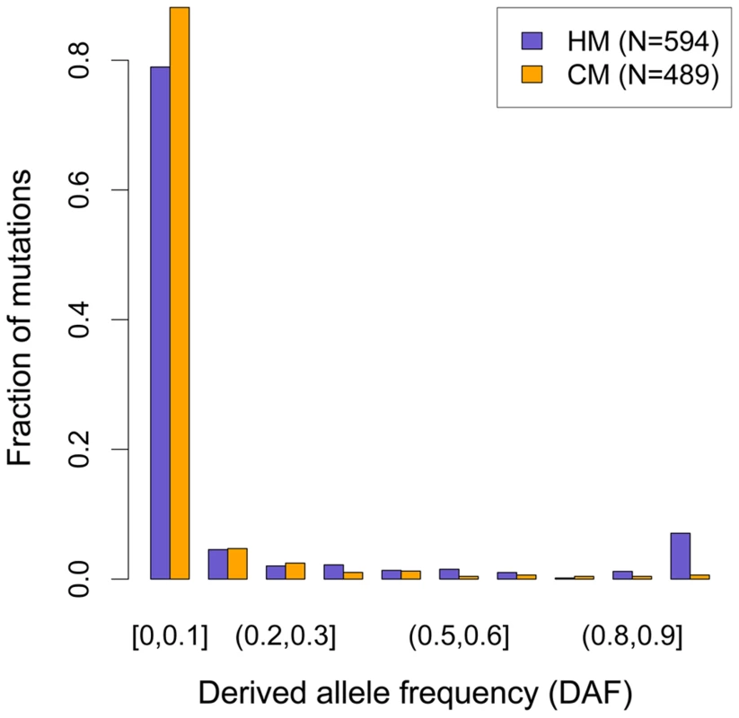 Derived allele frequency (DAF) spectra of mutations leading to motifs loss in the human branch.