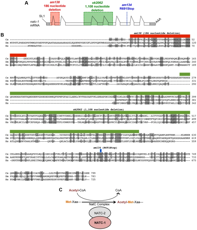 <i>natc-1</i> encodes a subunit of the NatC protein acetylation complex.