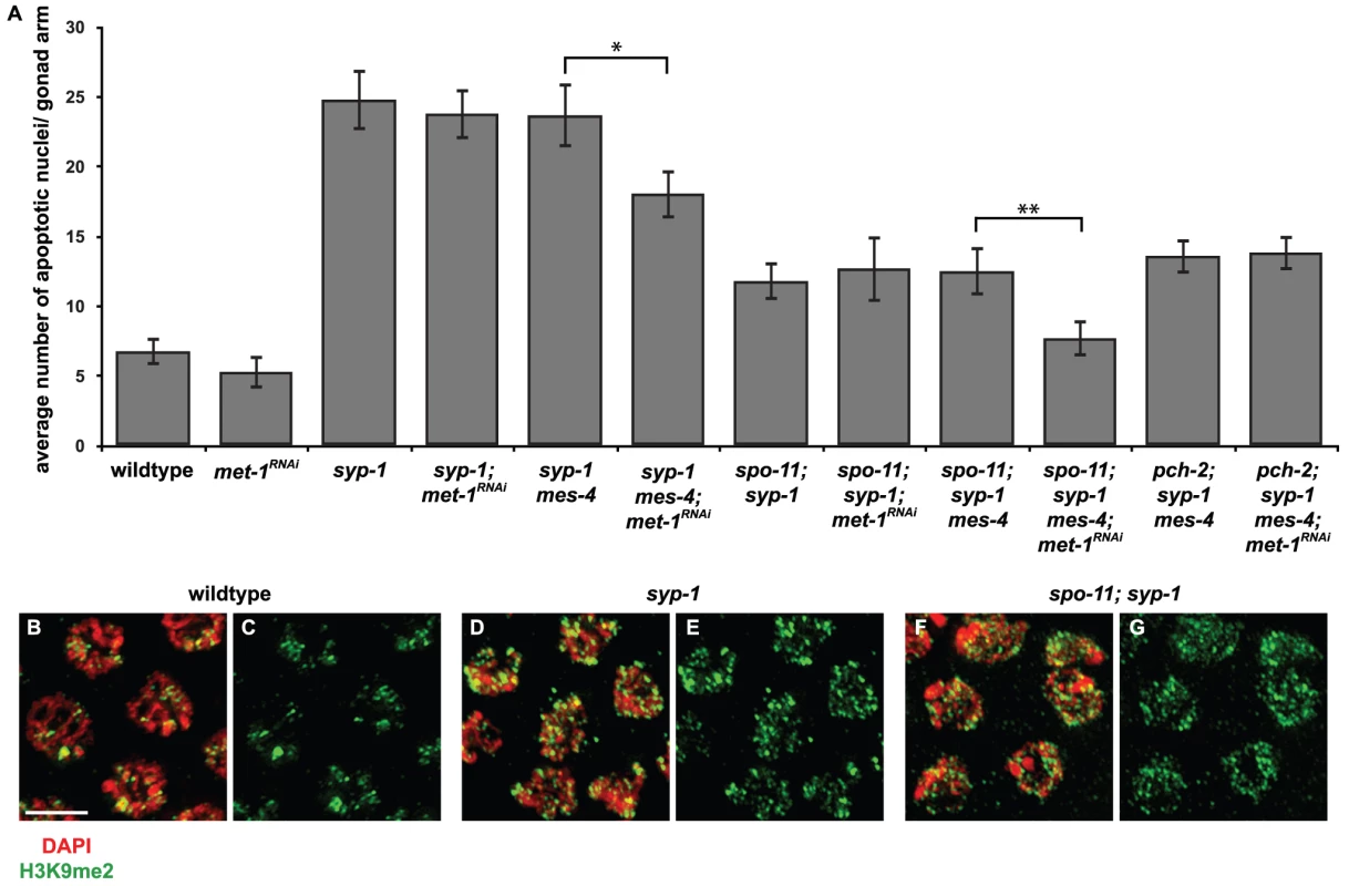 <i>mes-4</i> and <i>met-1</i> are redundant for synapsis checkpoint activation when all chromosomes are unsynapsed.