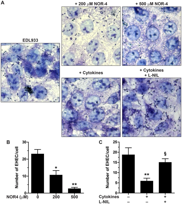 Adhesion of EDL933 to intestinal epithelial cells.