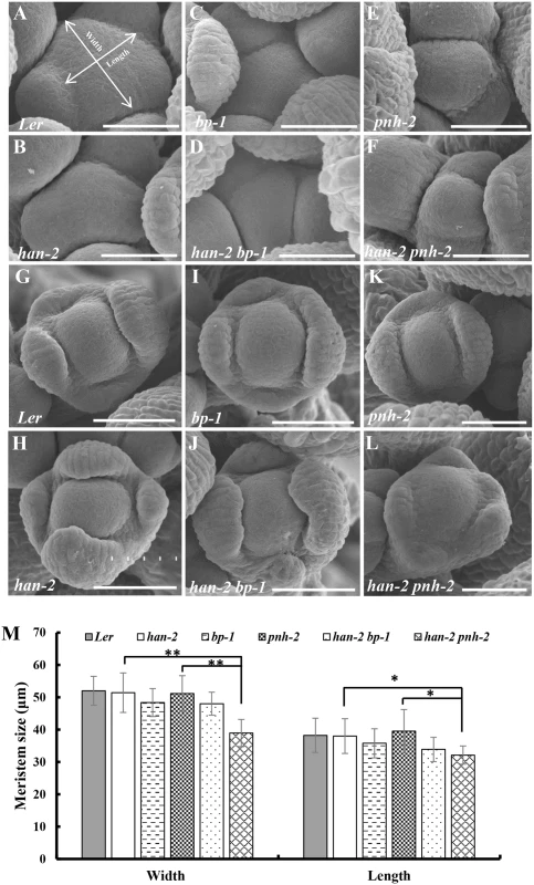 Scanning electron micrographs of the inflorescence meristems and flowers.