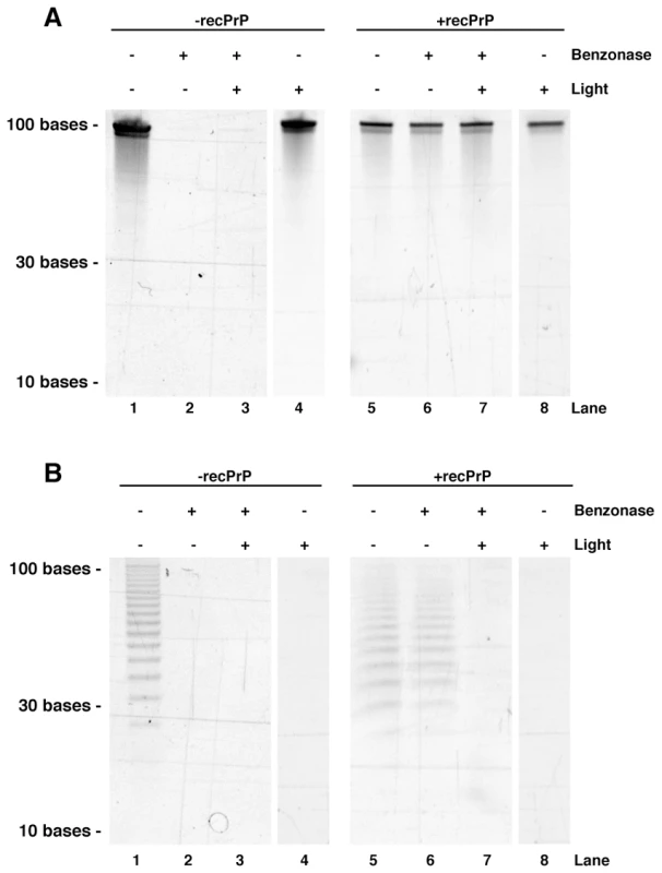 Acrylamide gel electrophoresis showing the effects of benzonase and light treatment on oligonucleotide integrity.