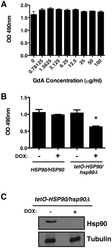 Compromise of Hsp90 function does not block <i>C. albicans</i> biofilm development in vitro.