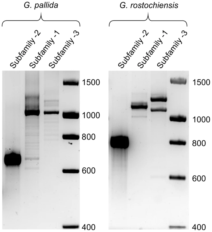 Comparison of HYP effector variation between UK populations of <i>G. pallida</i> and <i>G. rostochiensis</i>.