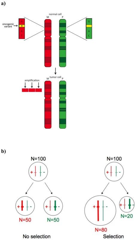 Biological rationale for selected allelic amplification in the tumor.