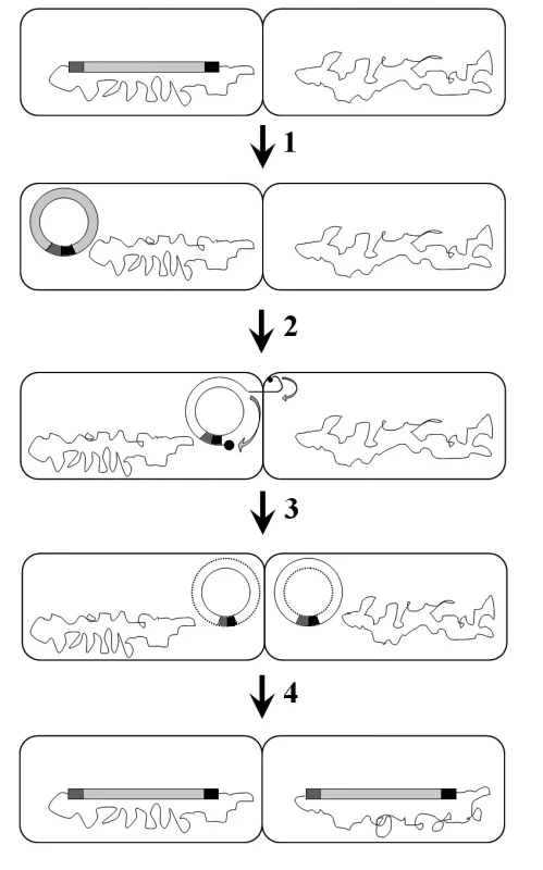 Konjugativní transpozice. 1 – excize, 2 – konjugativní
přenos, 3 – „replikace“, 4 – integrace. Podle [54].
<b>Fig. 7.</b> Conjugative transposition. 1 – excision, 2 – conjugative
transposition, 3 – „replication“, 4 – integration. According
to [54].