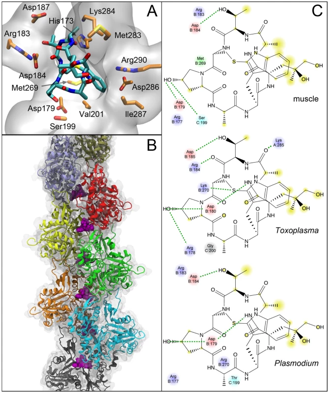 Predicted binding site of phalloidin in muscle and parasite actin filaments.