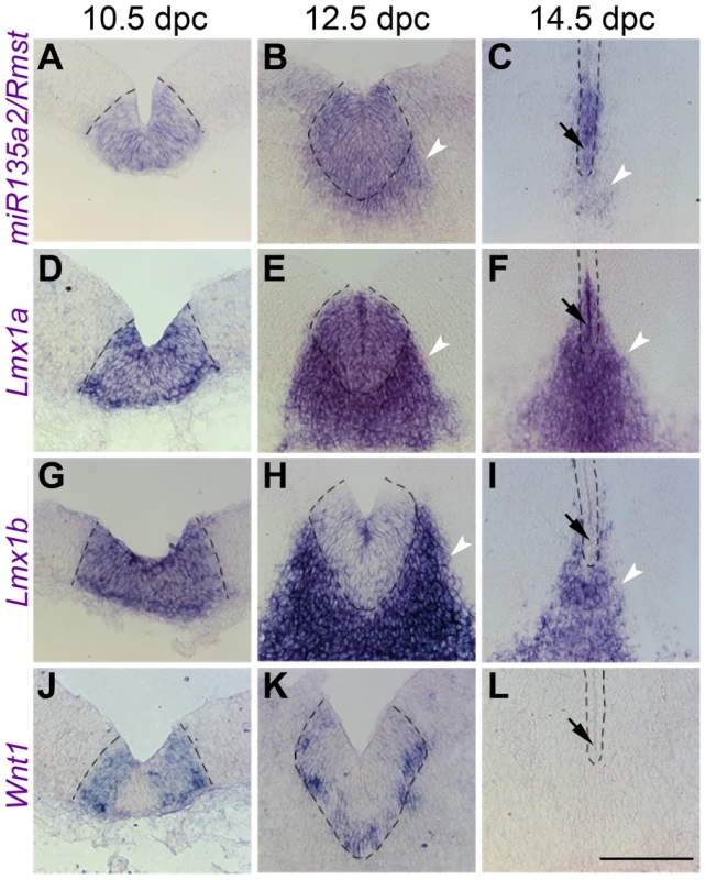 Temporal exclusion of <i>miR135a2/Rmst</i> and <i>Lmx1b/Wnt1</i> in mDA progenitors.