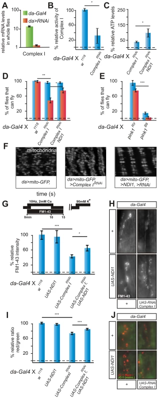RNAi to a Complex I component (<i>CG12079</i>) phenocopies <i>pink1</i> mutants and is rescued by Ndi1p expression.