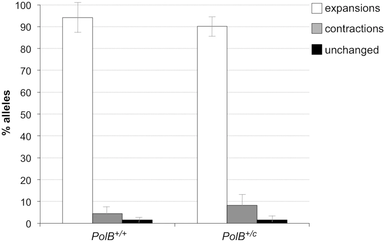 The effect of heterozygosity for the <i>PolBC</i> mutation on the number of expansions, contractions and unchanged alleles seen in the gametes of 11-month-old male mice.