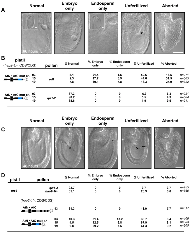 AtN•AtC mut øΔ, <i>hap2-1</i> sperm are defective at double fertilization.