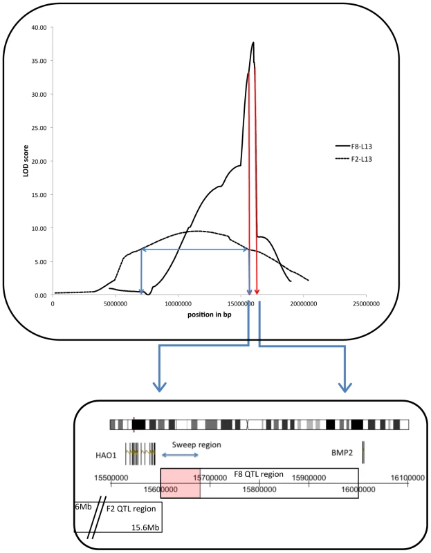 Chromosome 3 QTL peaks and confidence intervals (C.I.) from the F<sub>2</sub>-L13 (blue line) and F<sub>8</sub>-L13 (dark red line) crosses.