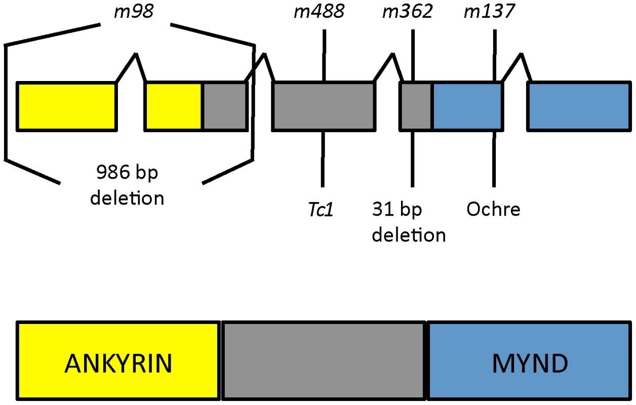 <i>daf-25</i> alleles encode the ortholog of mammalian Ankmy2.