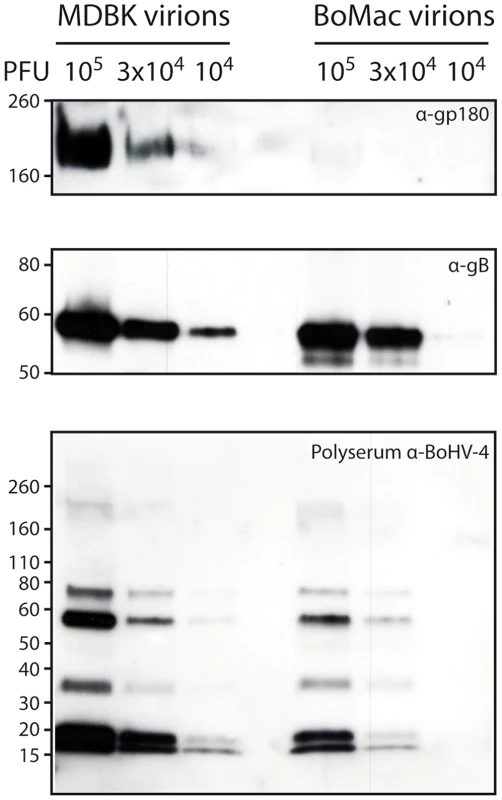 Bovine epithelial and myeloid cells produce different kinds of BoHV-4 virions.