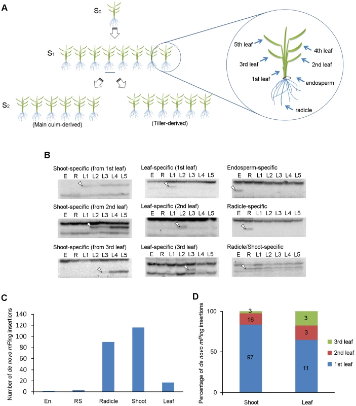 <i>De novo mPing</i> insertions during rice ontogeny.