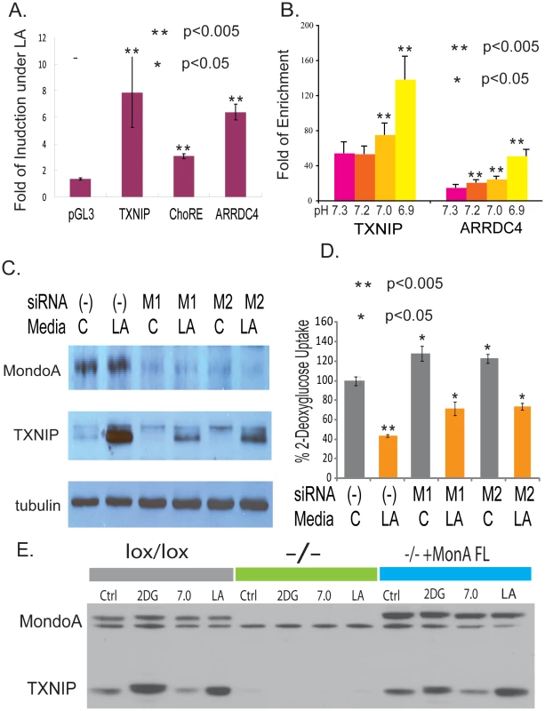 MondoA is responsible for the TXNIP induction under lactic acidosis.