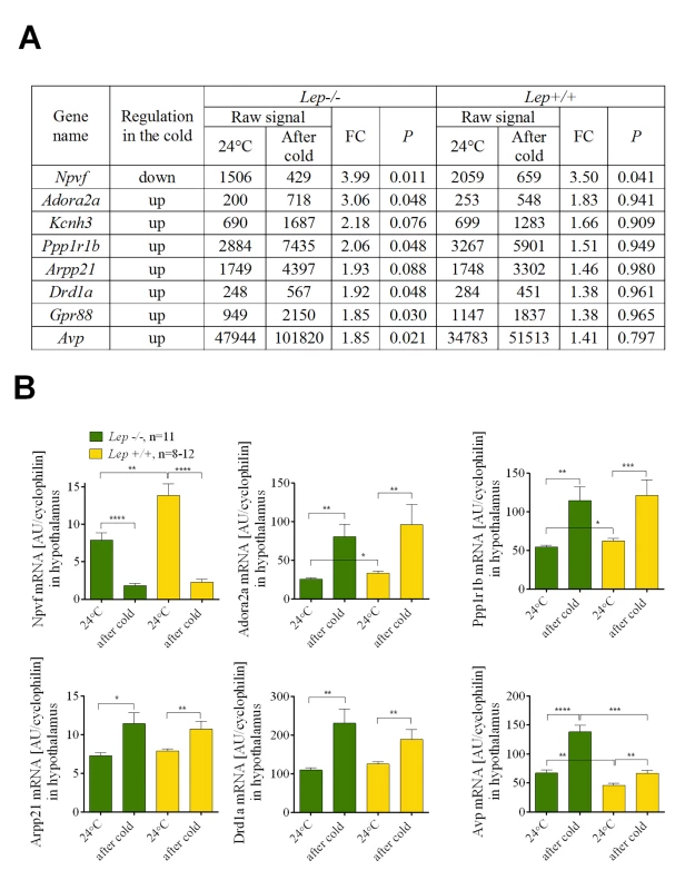 <i>Npvf</i> gene is a hypothalamic biomarker of cold-activated thermogenesis.