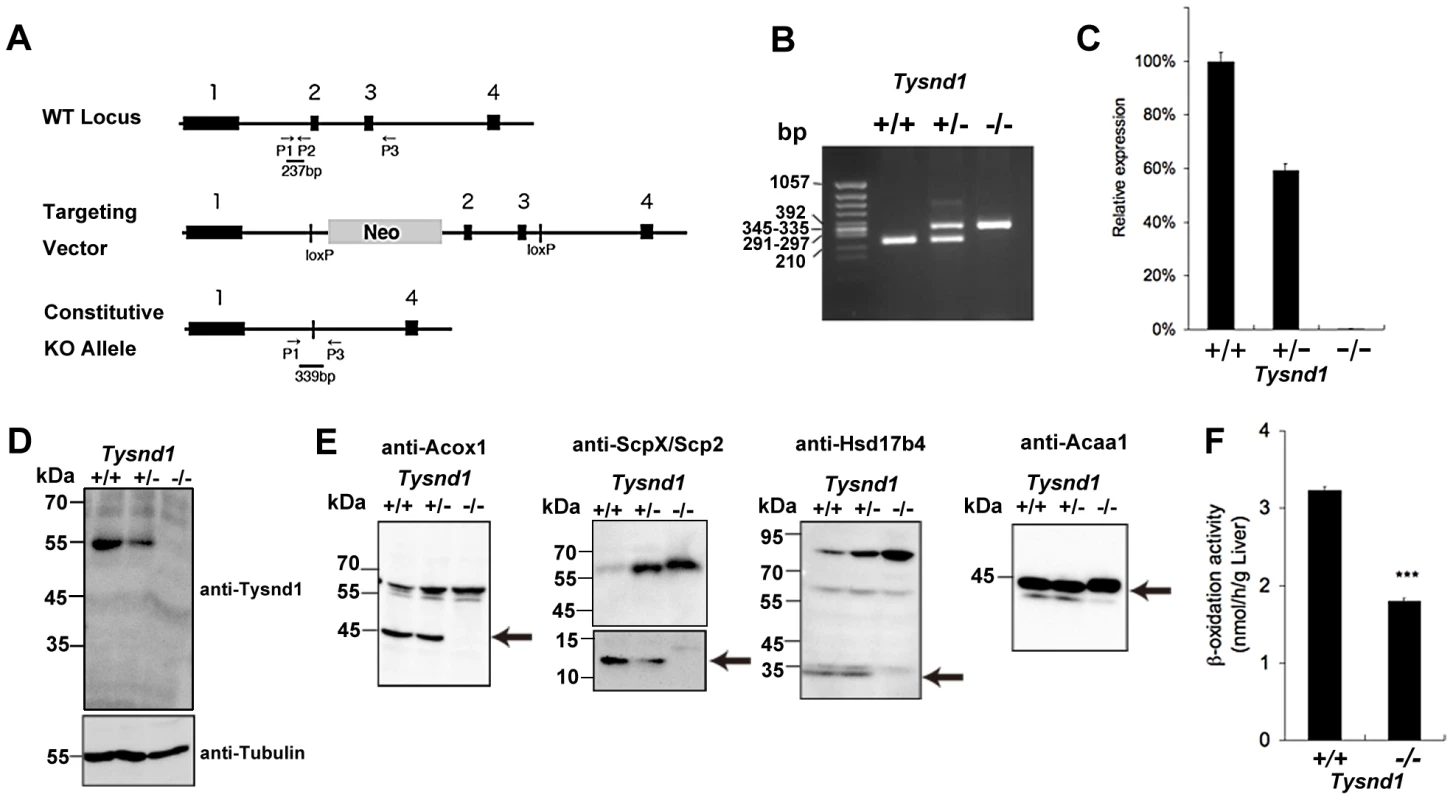 Generation of <i>Tysnd1</i><sup>−/−</sup> mice.