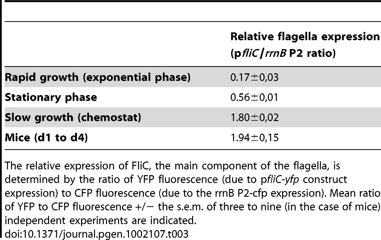High flagella expression in the gut and in chemostat.