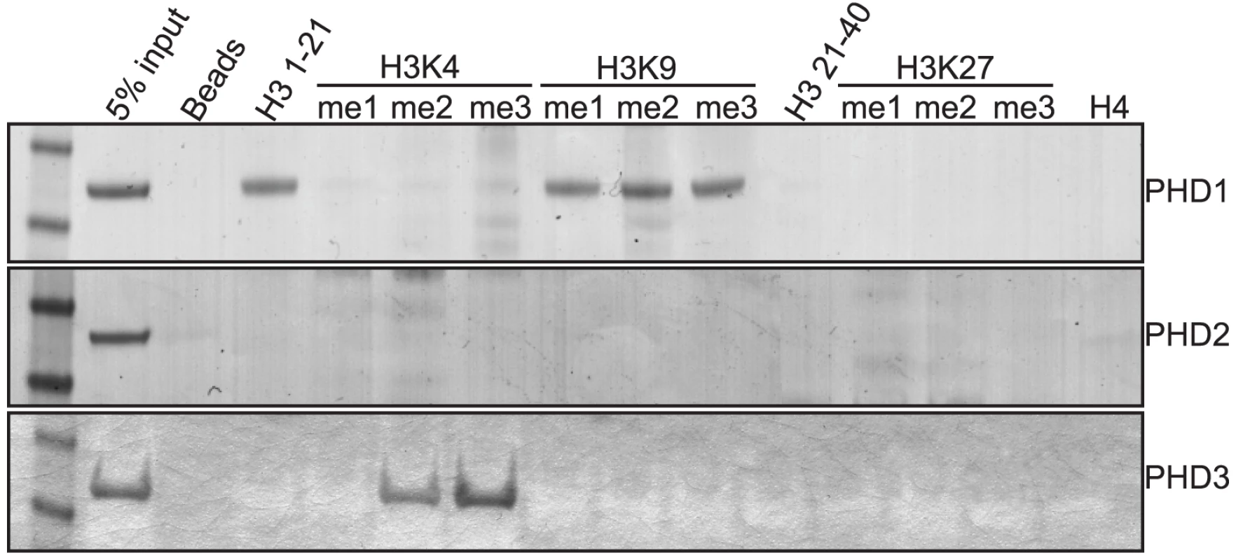The PHD fingers of Lid bind specific forms of methylated histone tails.