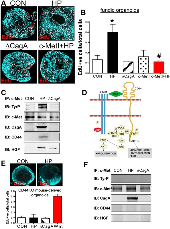 Changes in proliferation in <i>H</i>. <i>pylori</i> infected mFGOs.