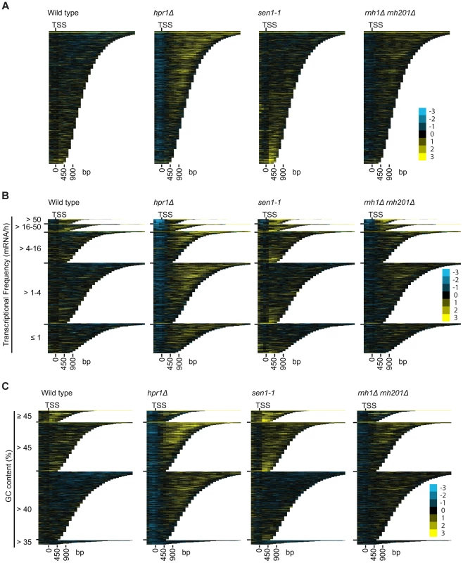 Mutant specific trends in protein-coding genes prone to DNA:RNA hybrid formation.