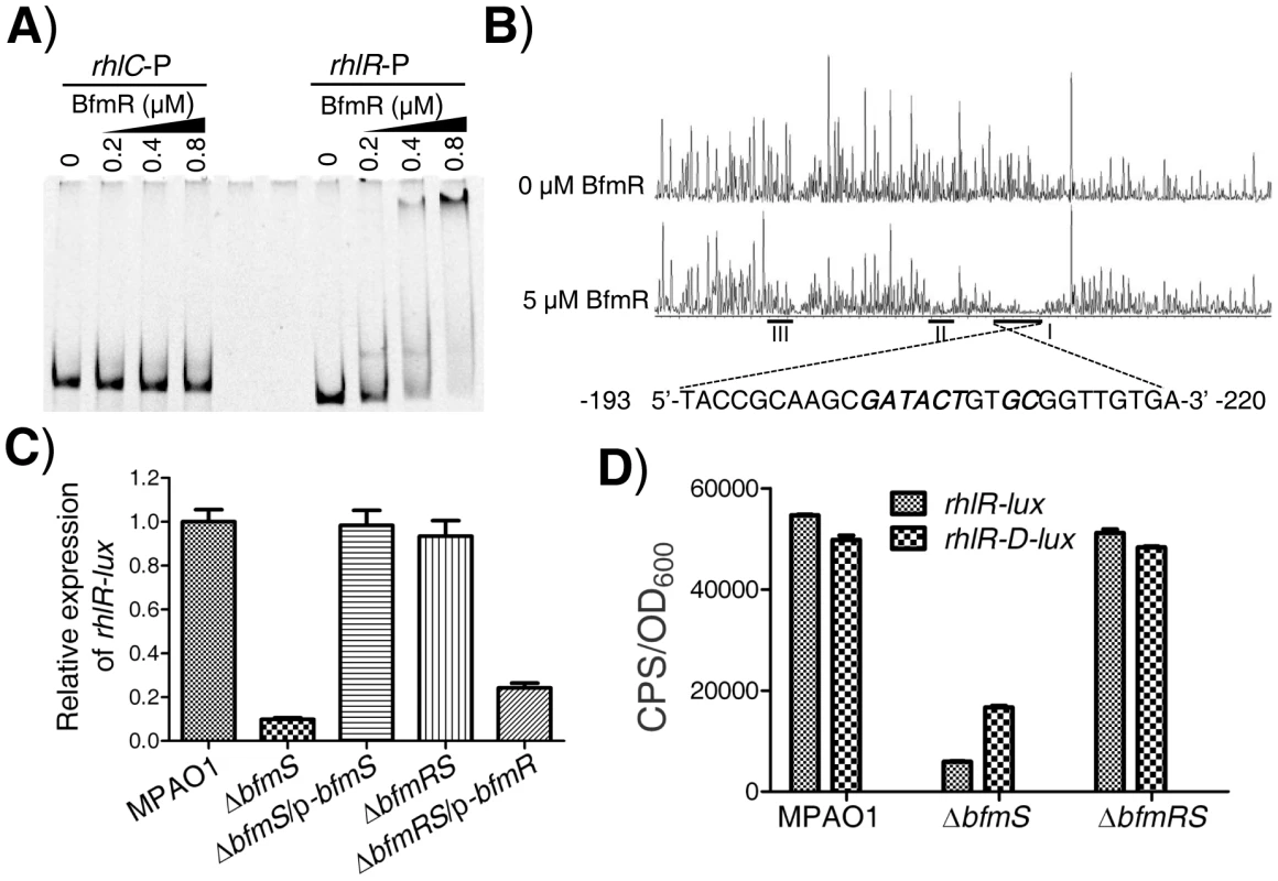 BfmR regulates the expression of <i>rhlR</i> in a direct manner.
