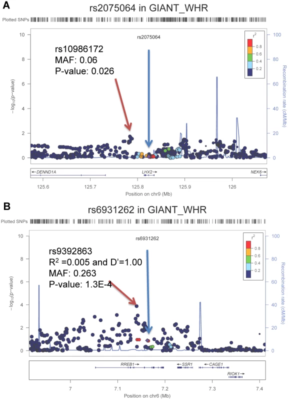 Regional association plots for <i>LHX2</i> and <i>RREB1</i> in GIANT consortium with participants of European ancestry.